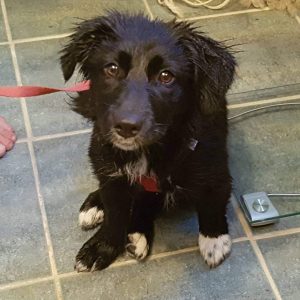 Chase bath time