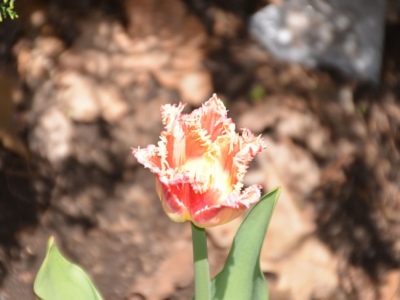 DSC_9105