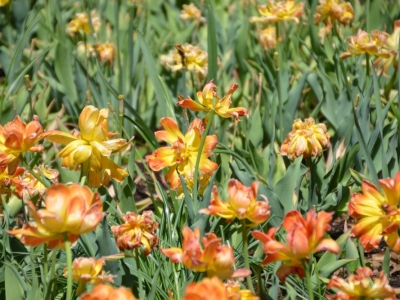 DSC_9172