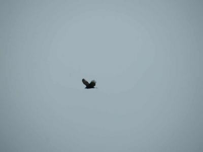 pic19feb17_31